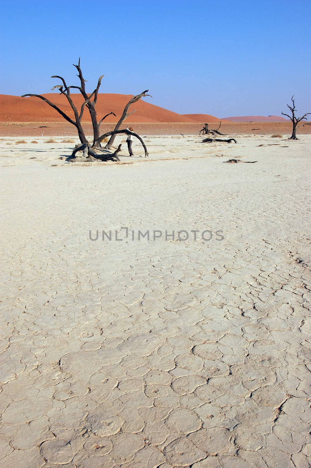 Dry terrain and dune - Lack of water. Namibia, , Deadvlei, Sossuvlei.