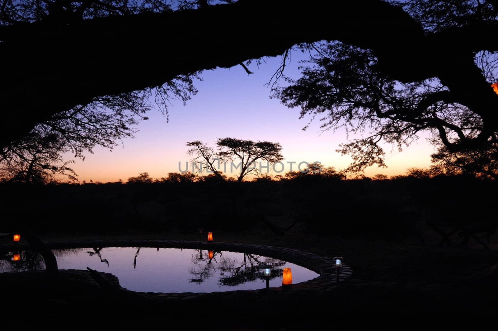 Beautiful african sunset, with swimming pool and acacia tree silhouette.