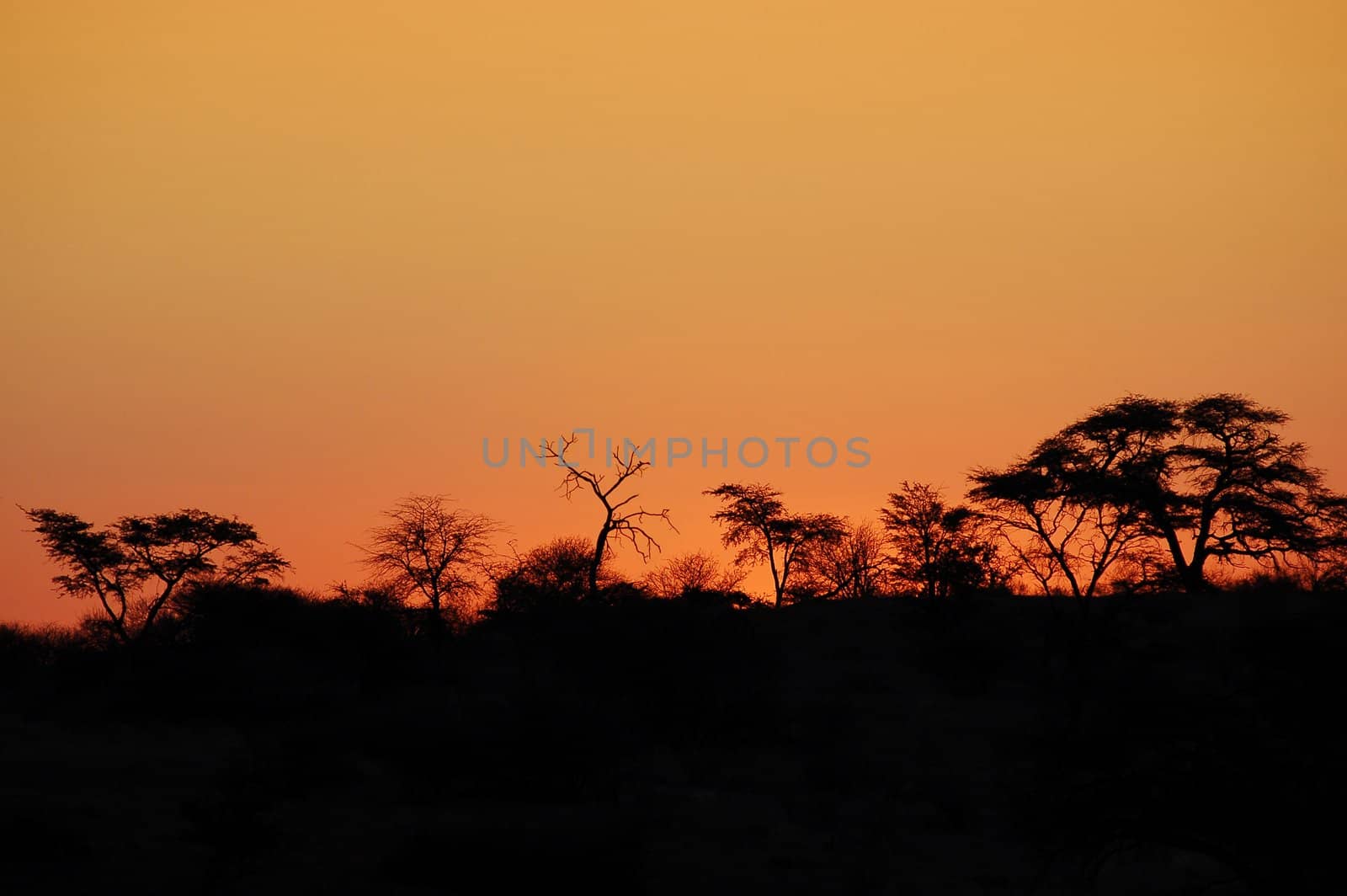 Beautiful african sunset, with acacia tree silhouette.
