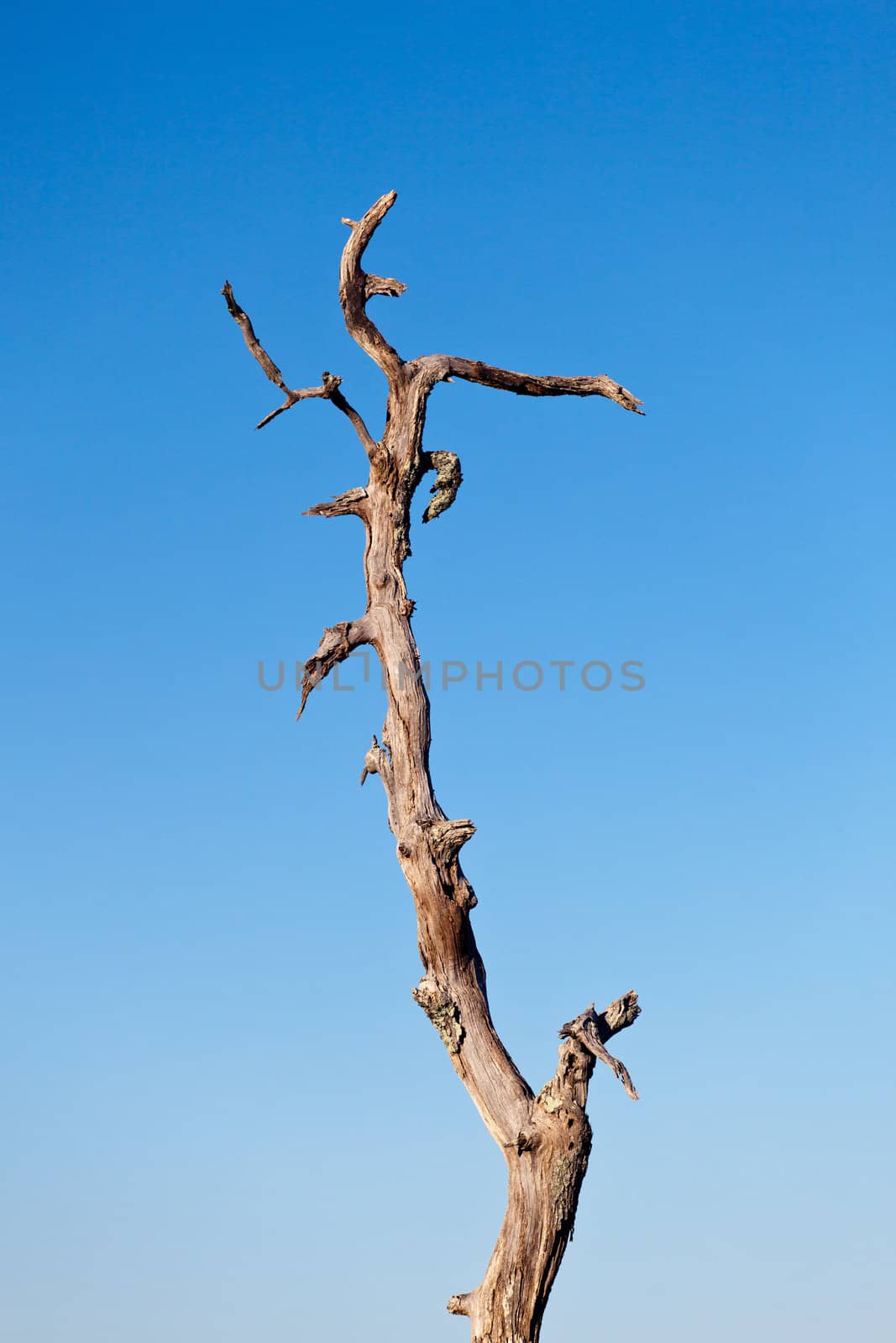 Trunk of old dead tree against a bright blue sky