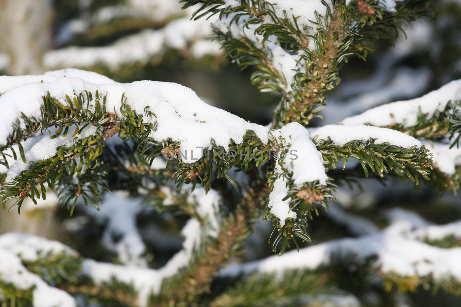 fresh snow on tree branches 