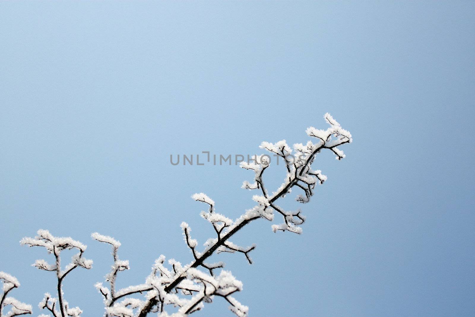 fresh snow on tree branches 