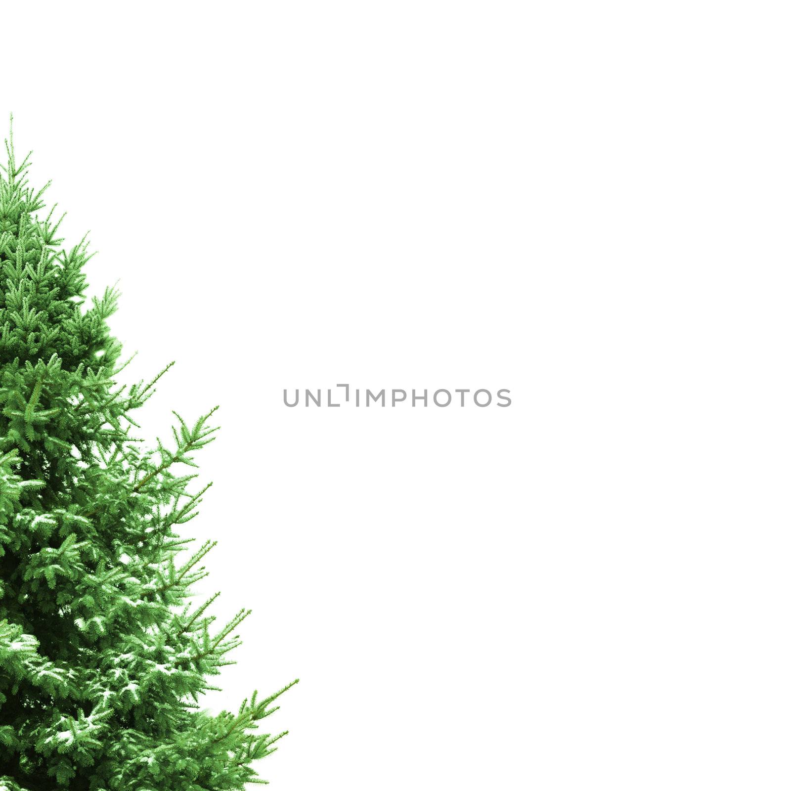 Christmas Card with fir by photochecker