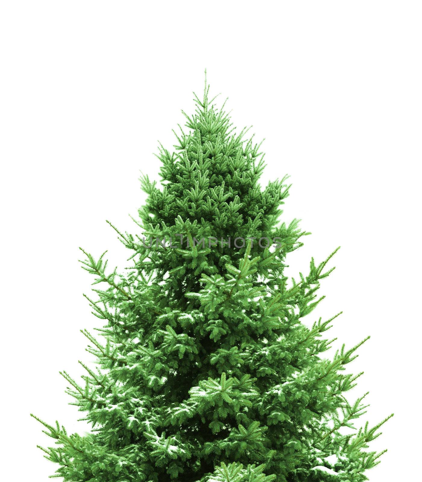 Green Christmas Tree by photochecker