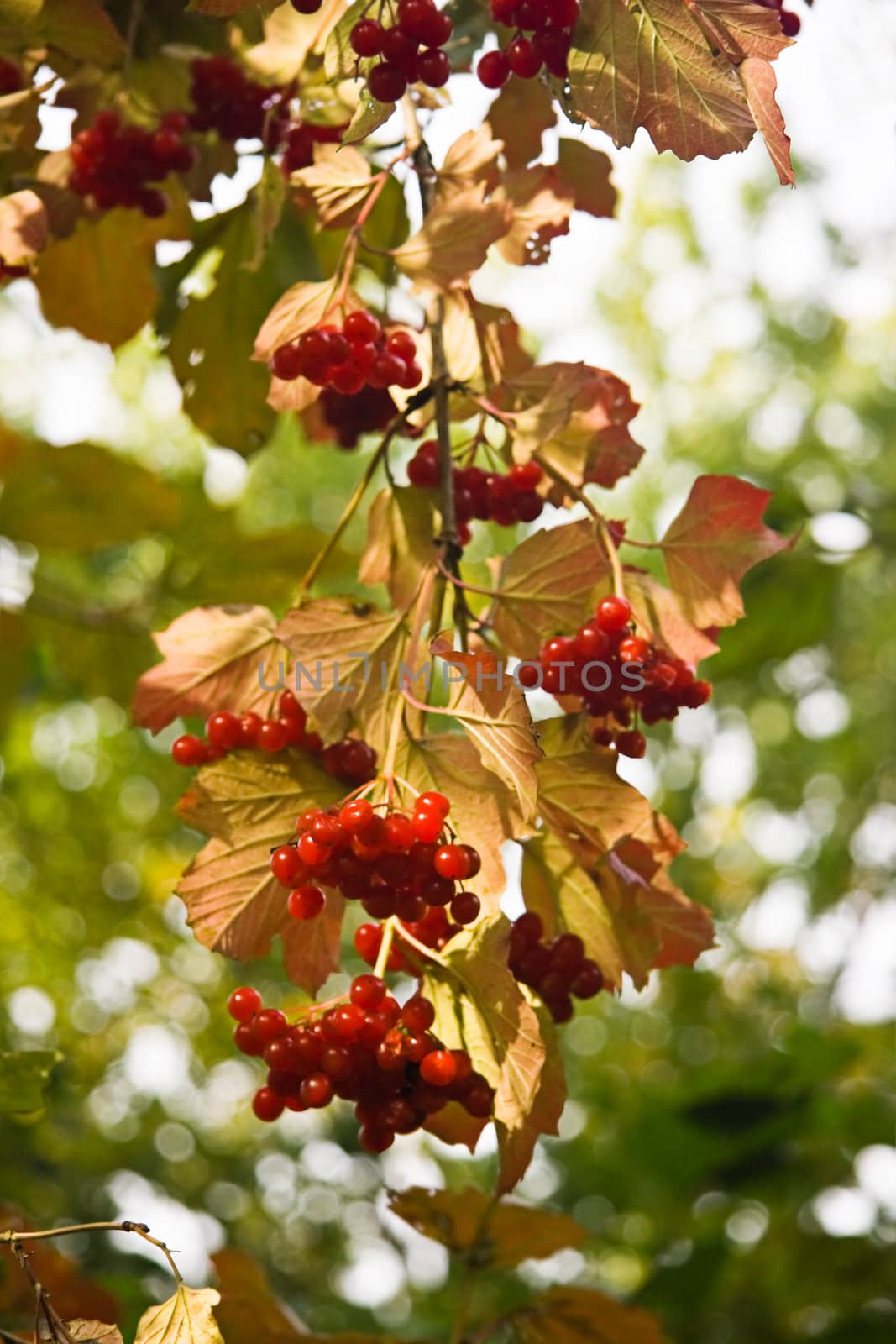 Branch with autumn leaves and red berries