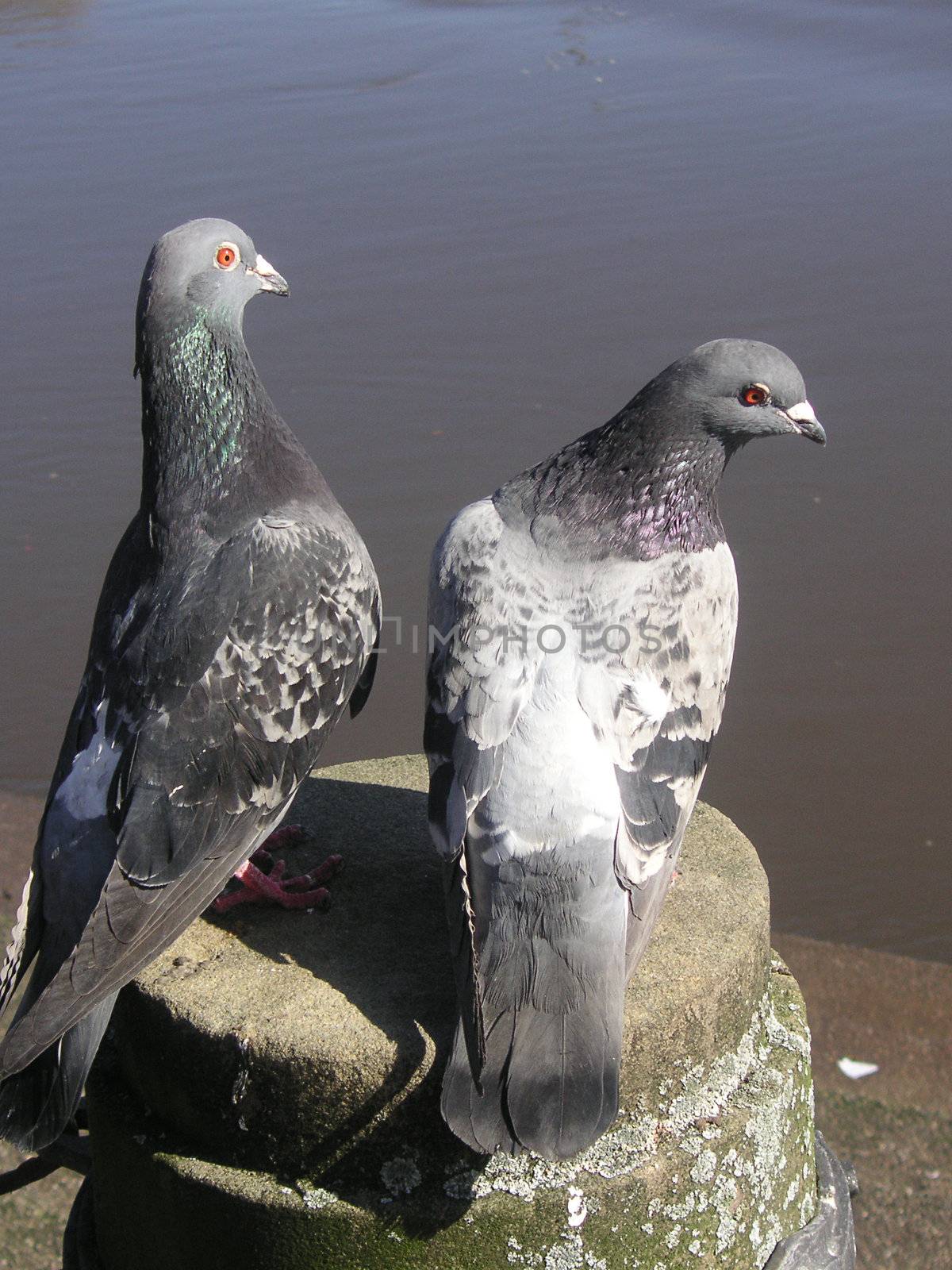 two pigeons sharing a post