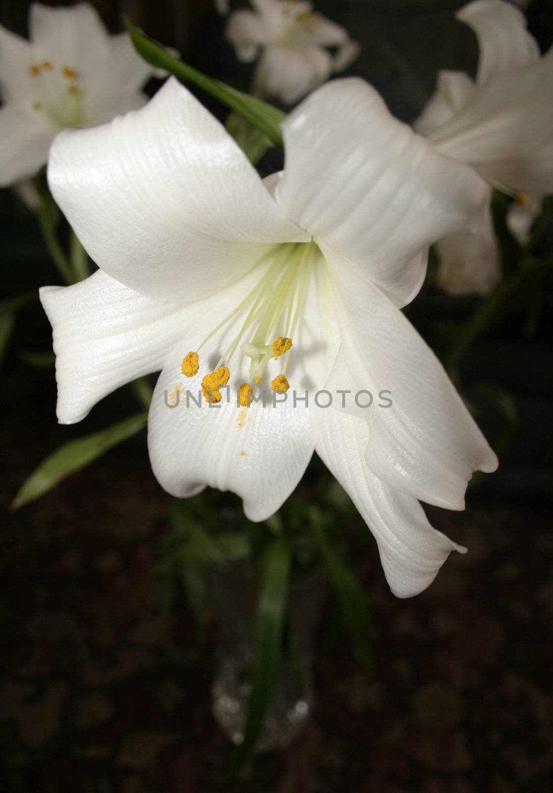 white trumpet lily