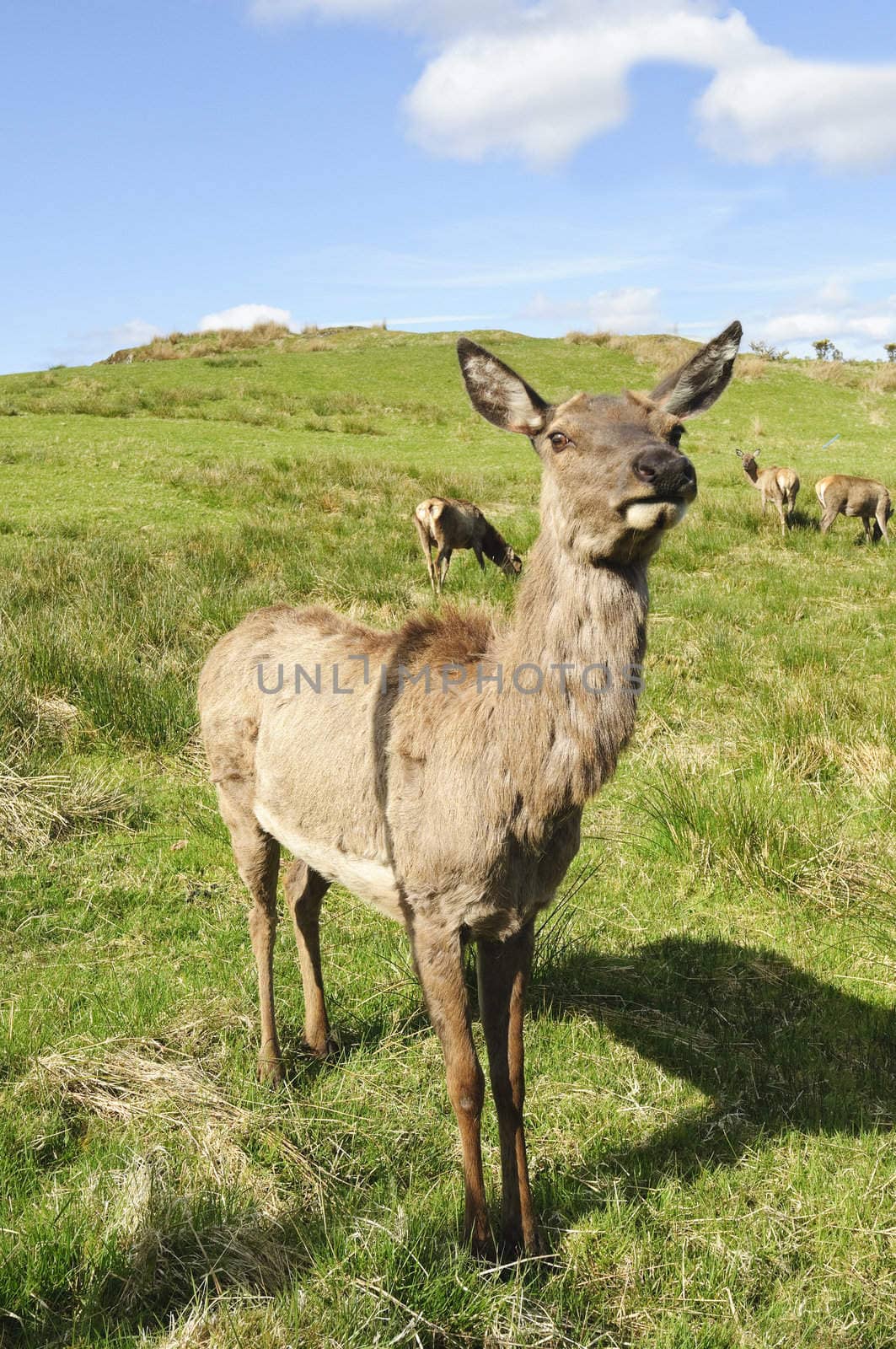 Red Deer (Cervus elaphus) in Sutherland Scotland