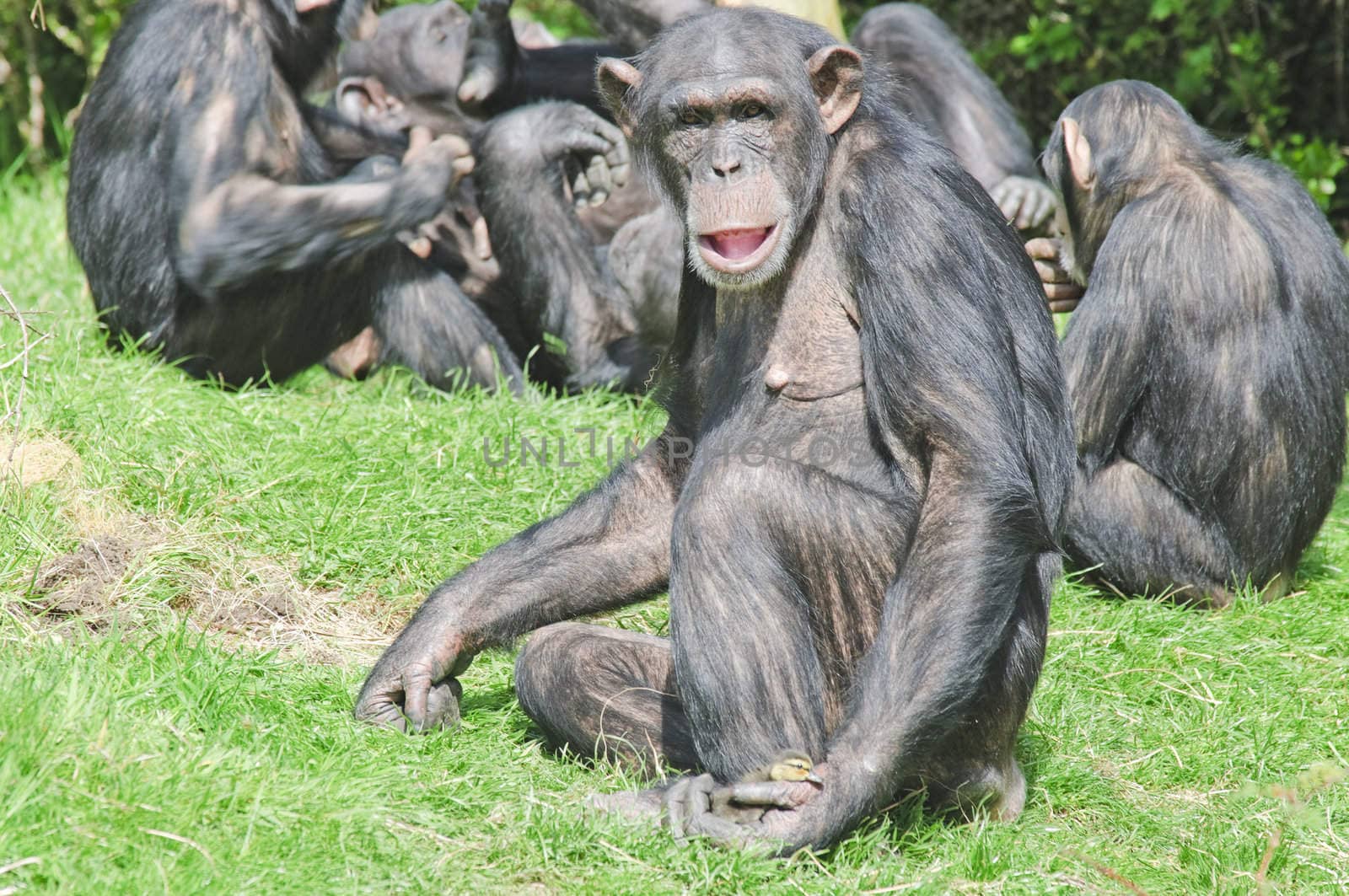 Close up of a Chimpanzee (pan troglodytes)