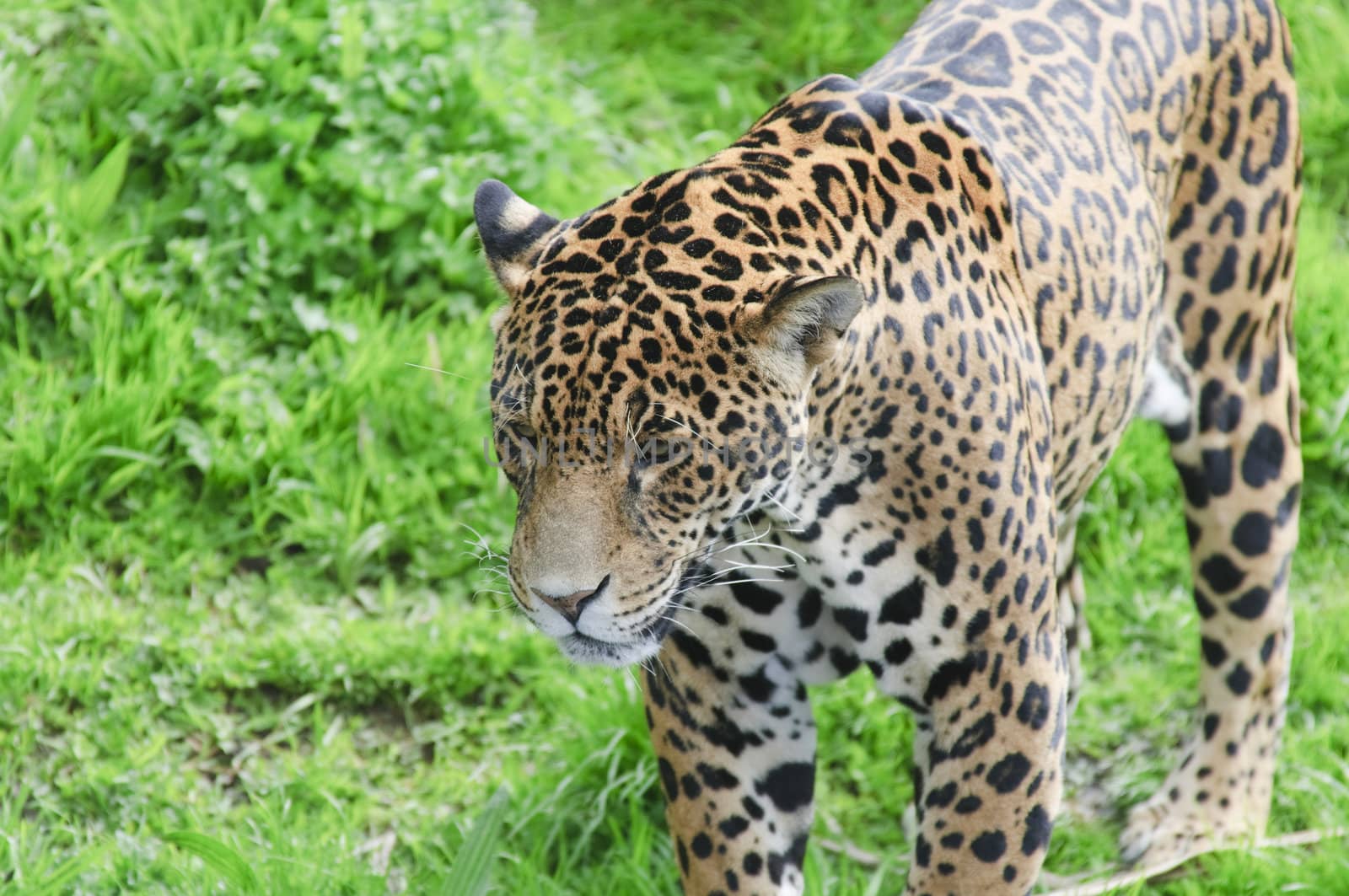 Close up of a Jaguar (Panthera onca) in forest
