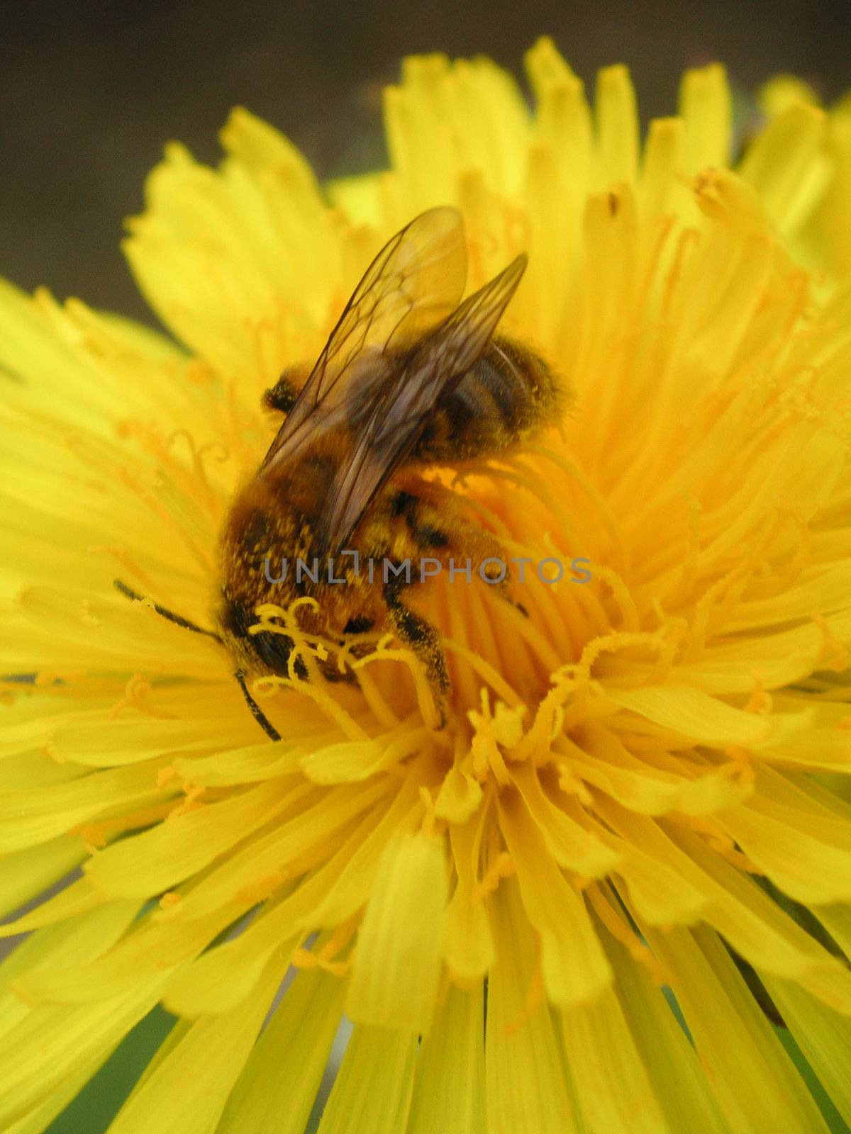 bee collecting pollen from a dandelion