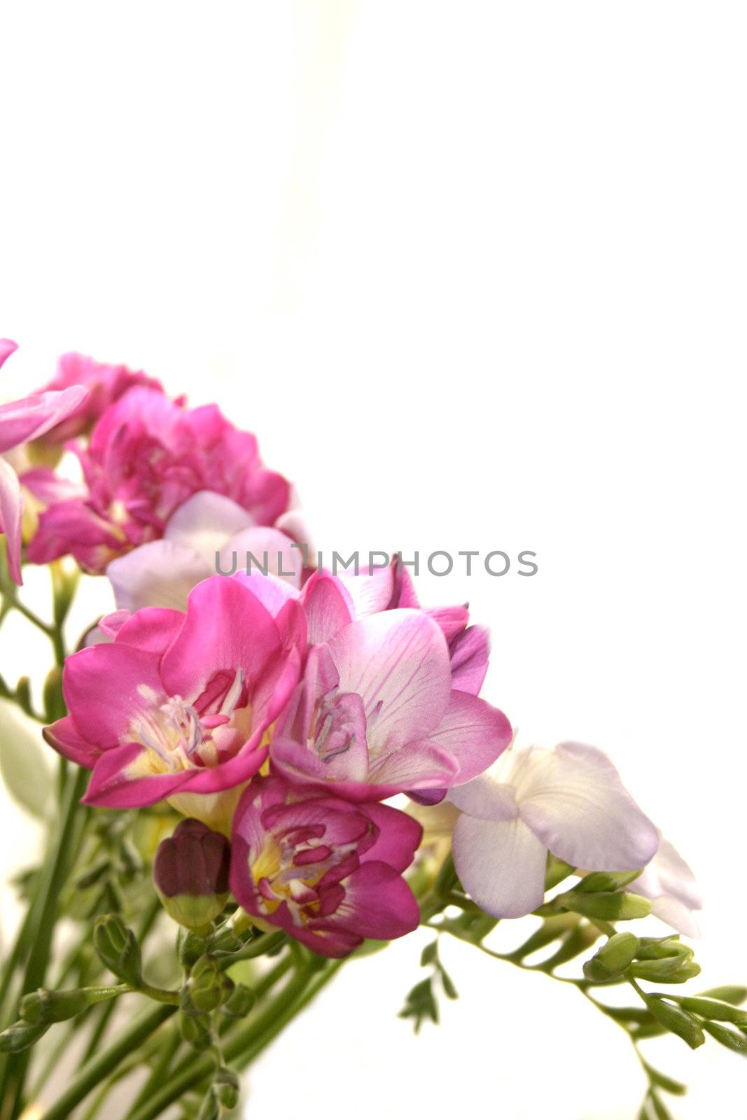 bunch of freesias by leafy