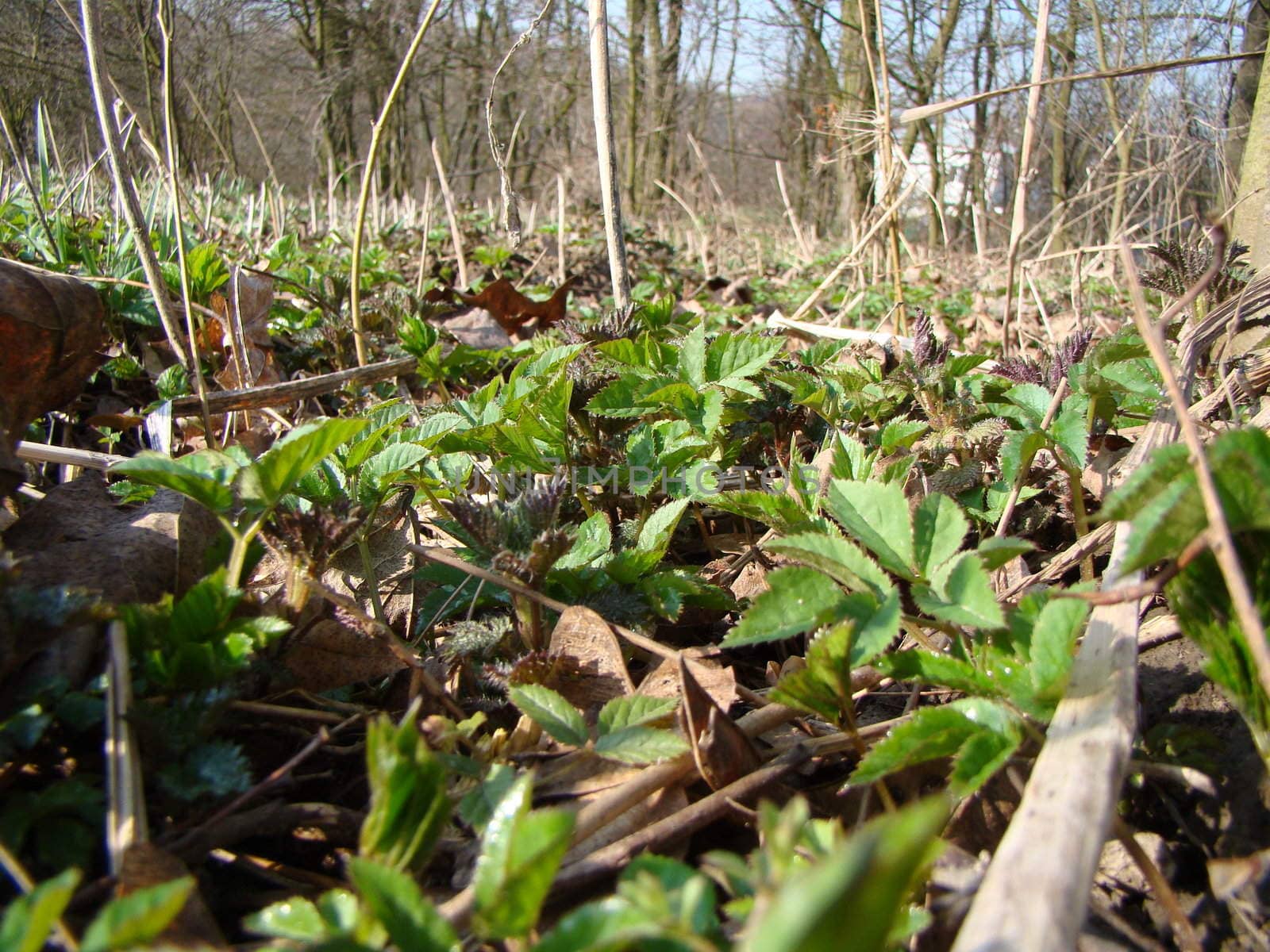 young plants