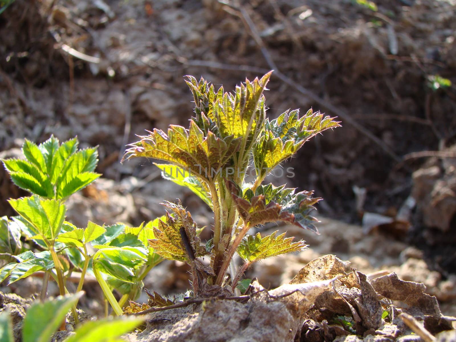 young plant