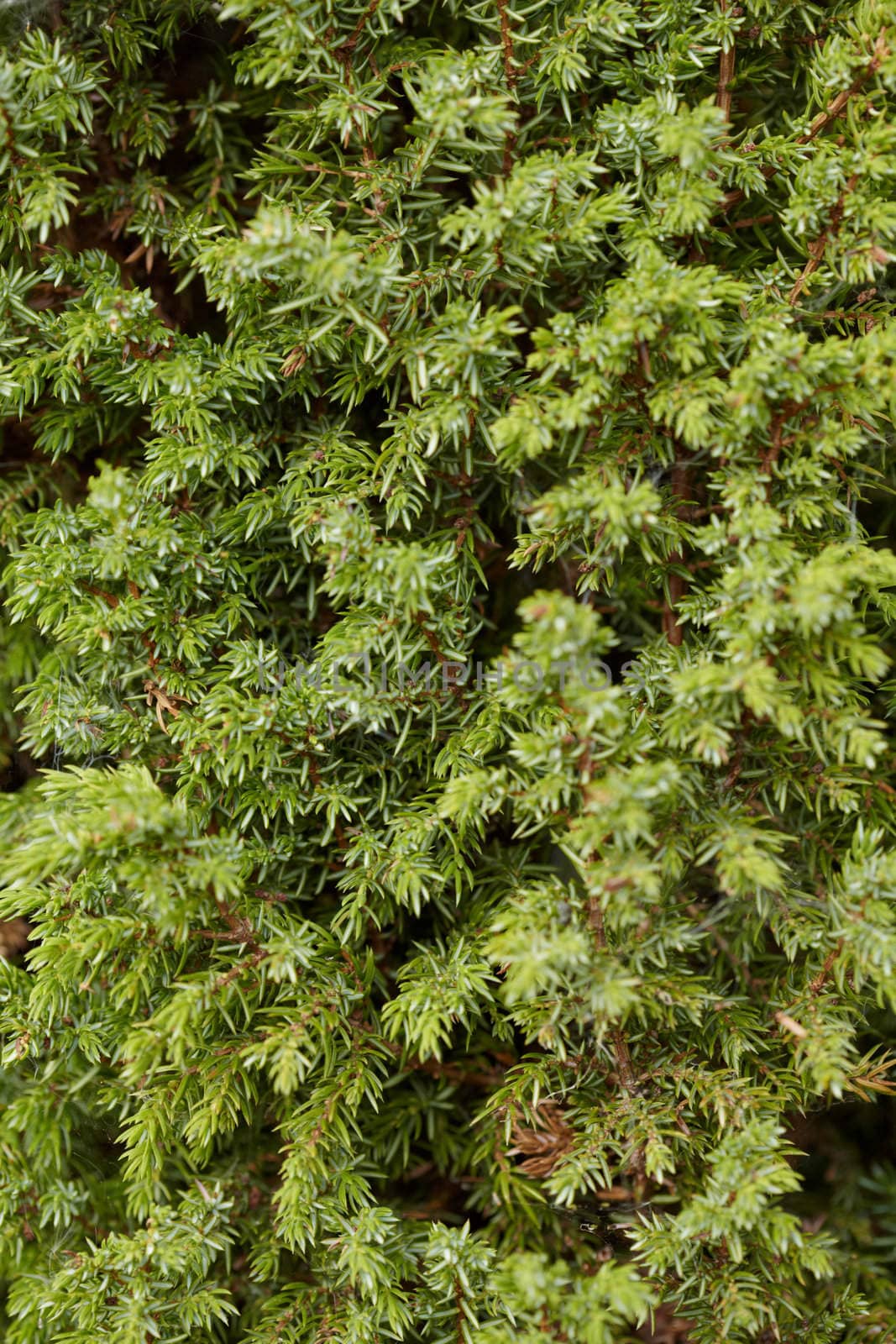 Green branches of a juniper close up - a natural background