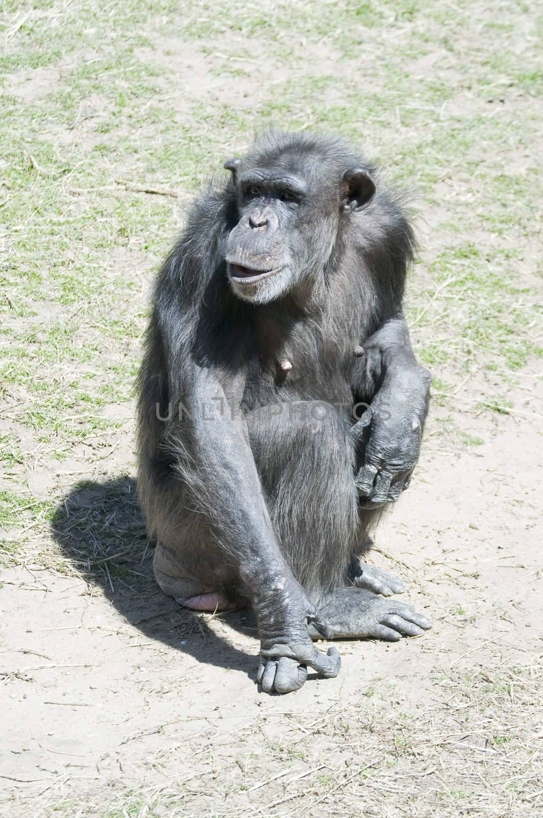 A chimp at the zoo posing for the camera