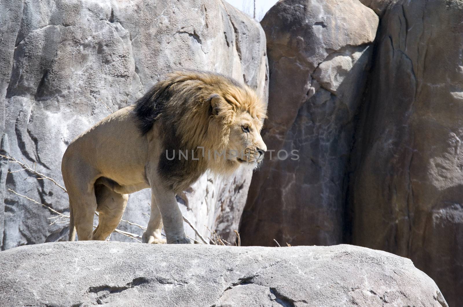 Lion by PDImages