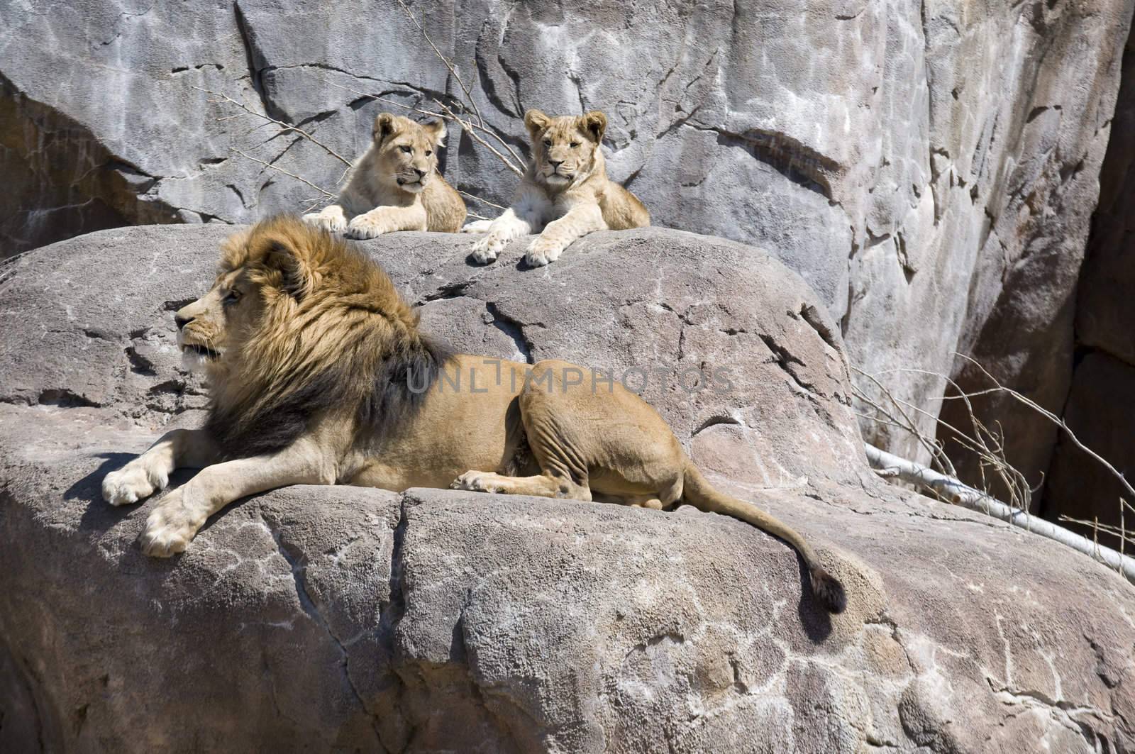 King of the beasts and his two cubs sit on a large rock