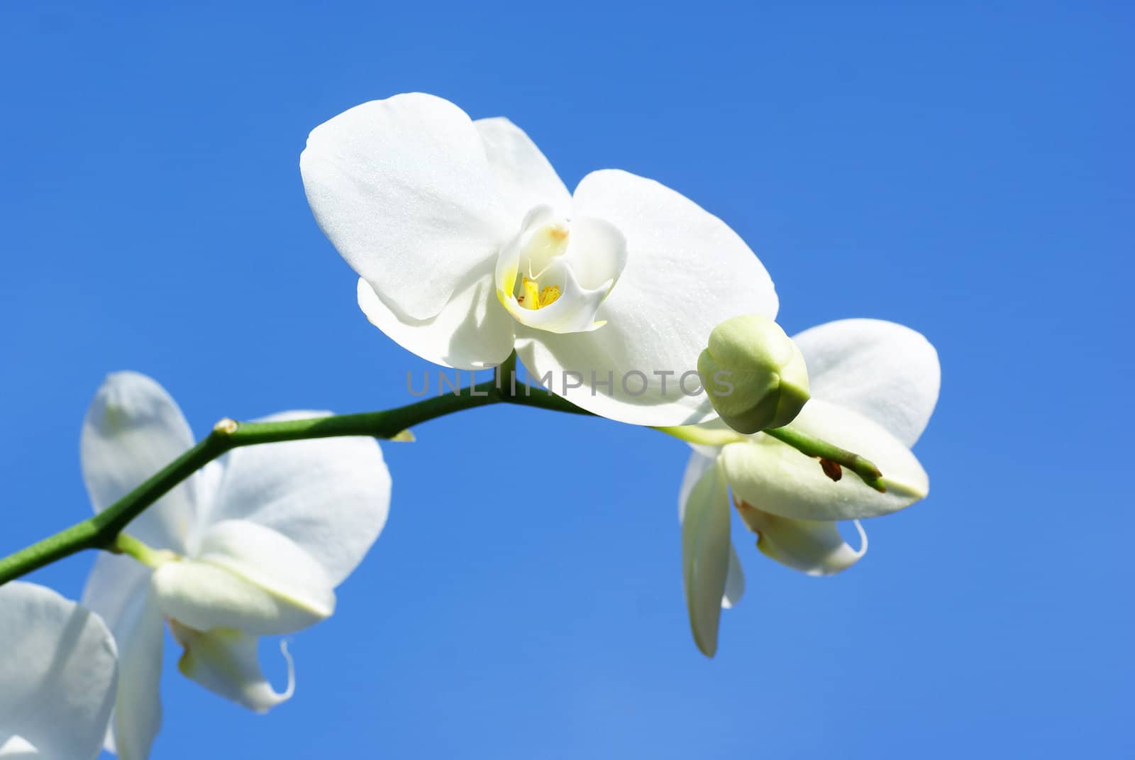Close up of a blossoming white orchid against a blue sky.            