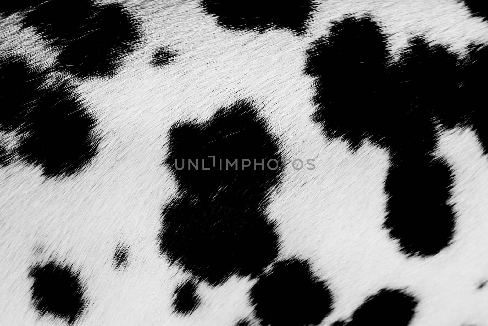 Dalmatian Background. by SasPartout