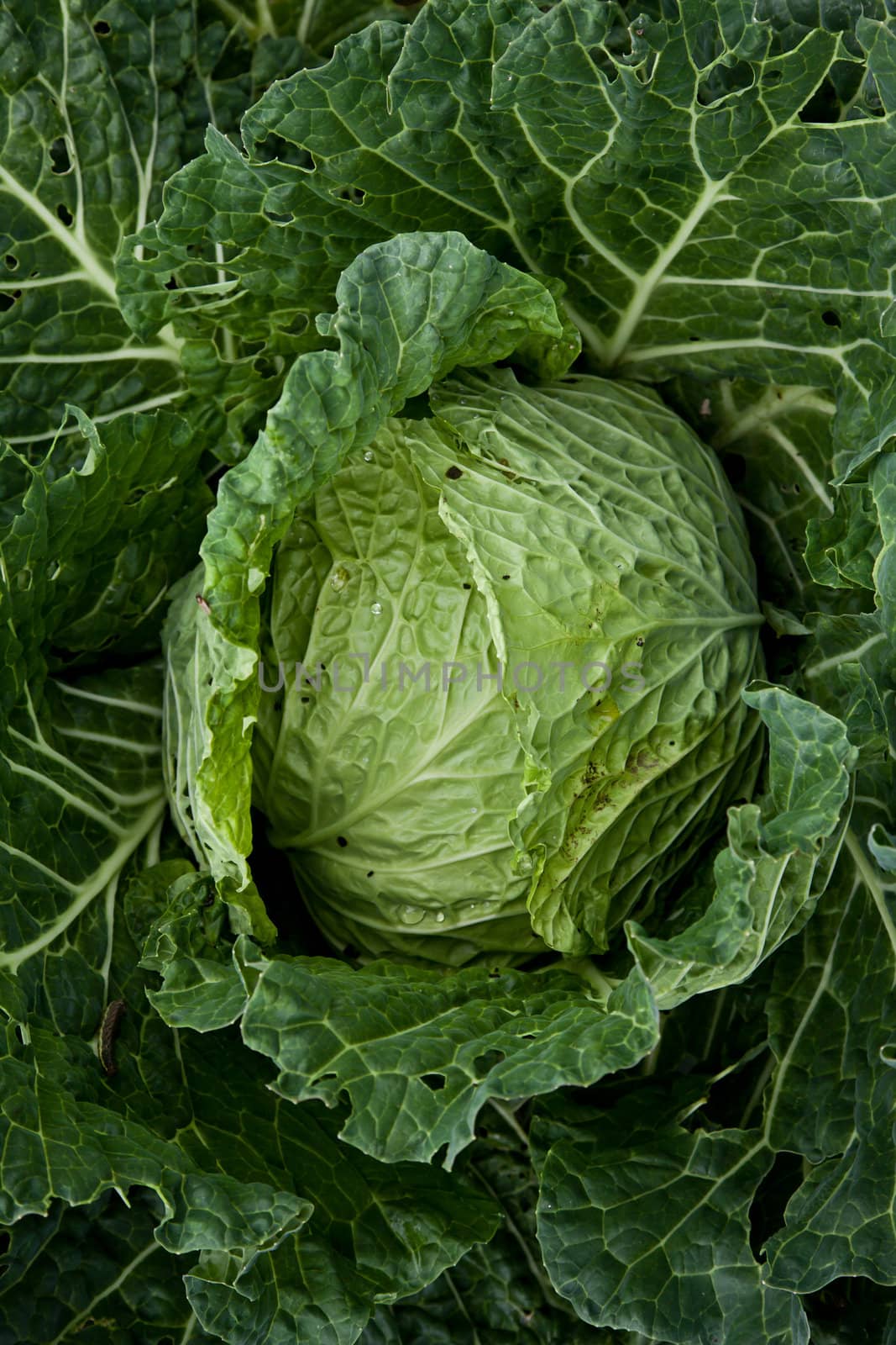 Italian cabbage, cultivated without pesticides in a local farm