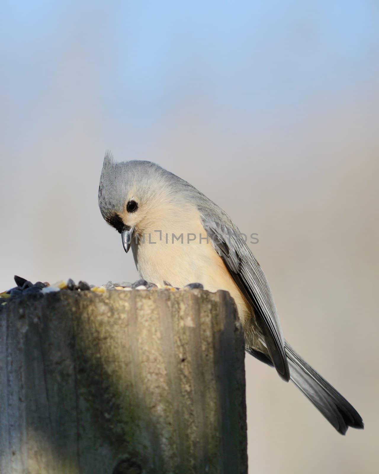 Tufted Titmouse by brm1949