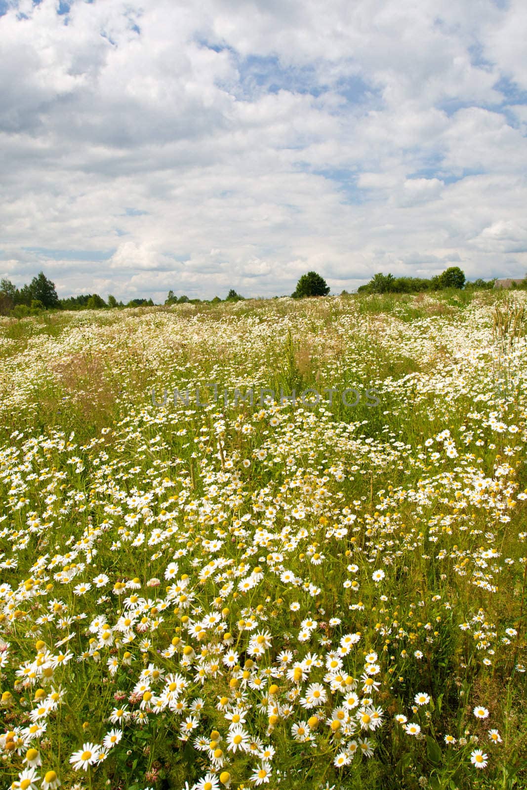 field of wild chamomiles