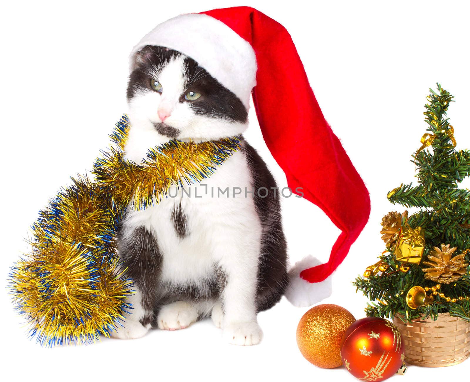 kitten as Santa Claus and christmas tree by Alekcey