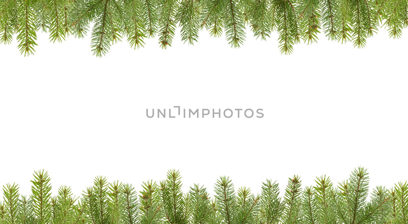 frame from firtree branches, isolated on white