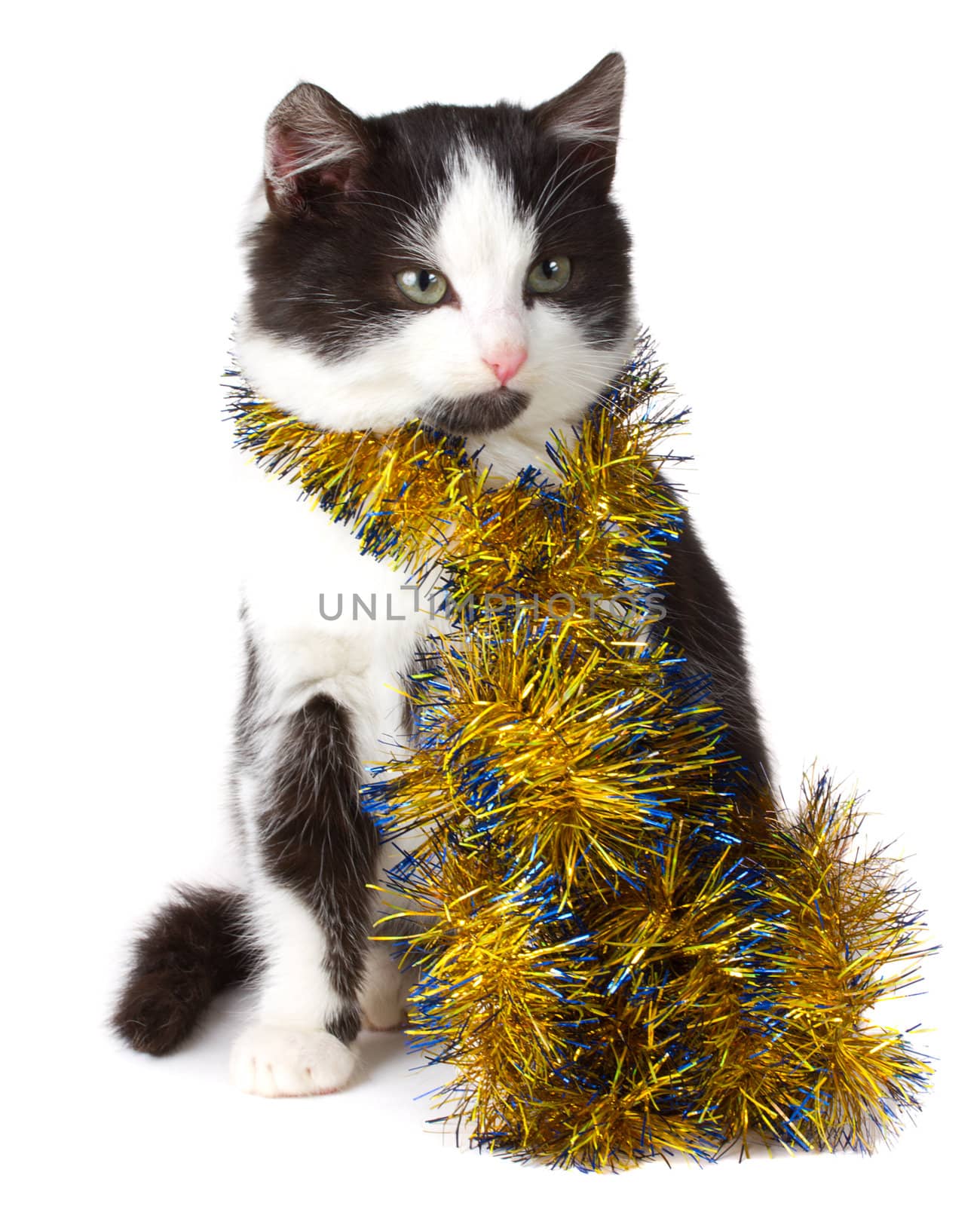 close-up kitten and christmas decorations, isolated on white