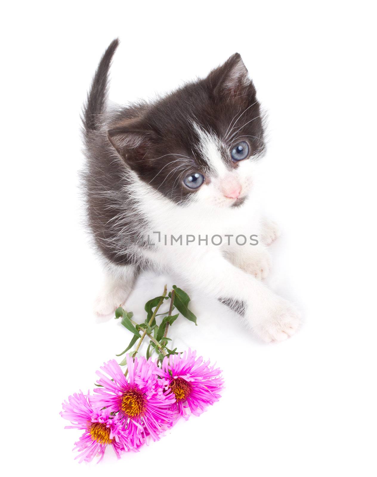 small kitten and flowers, isolated on white