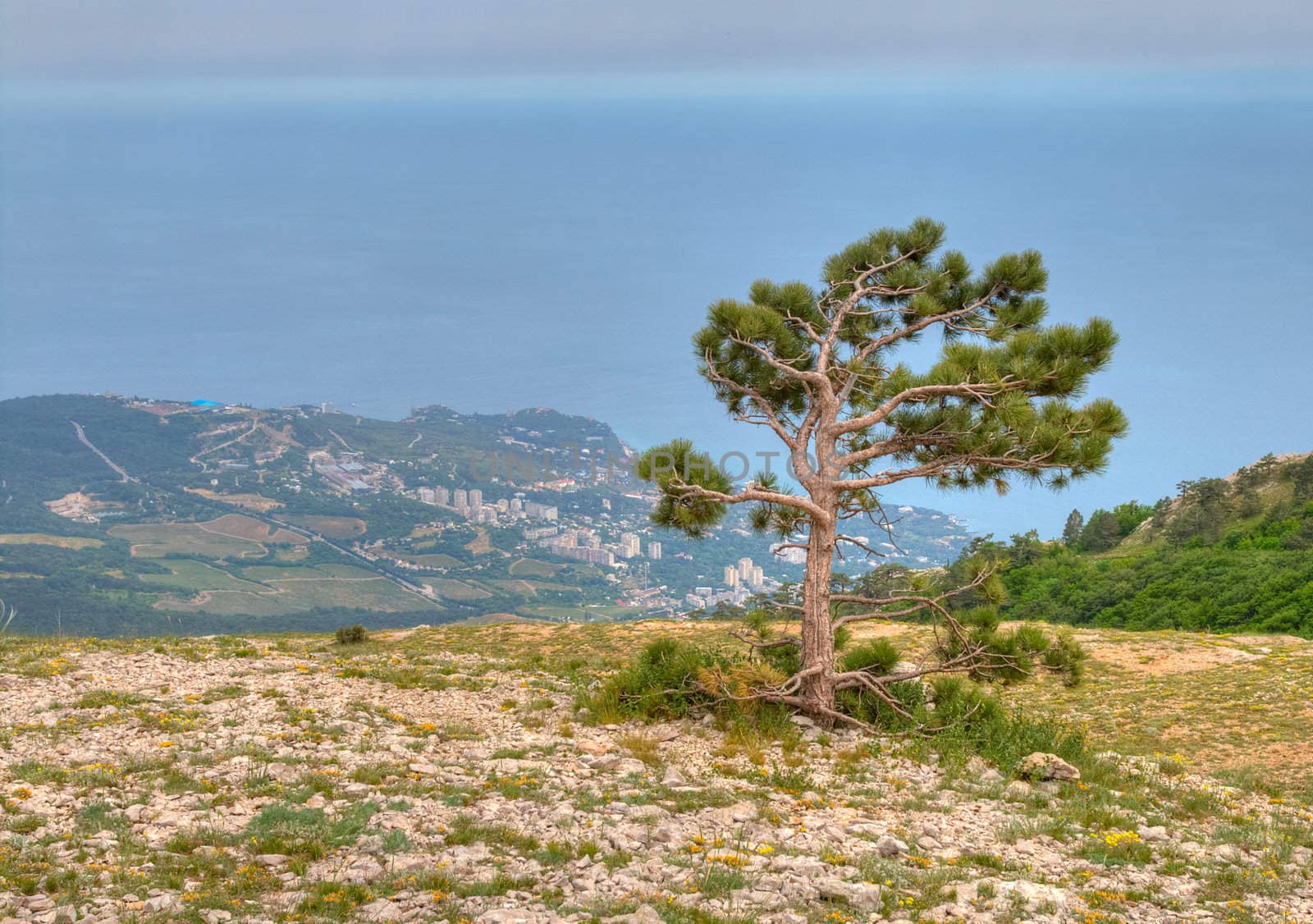 lonely pine tree against black sea