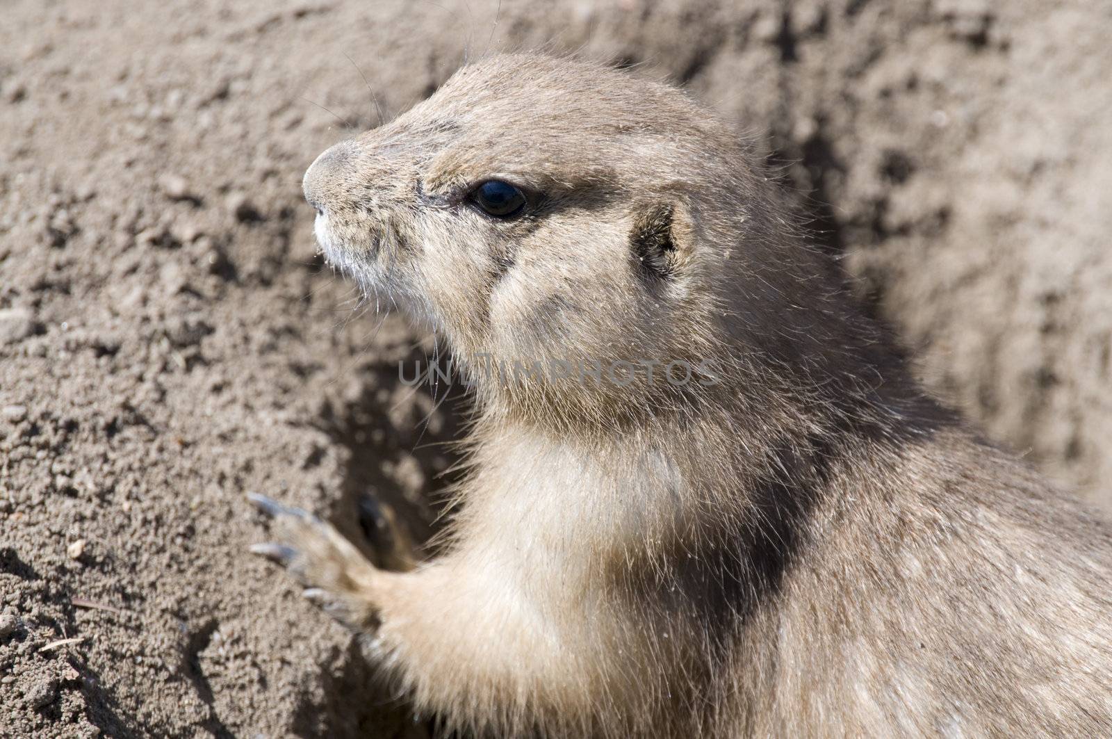 prarie dog by PDImages