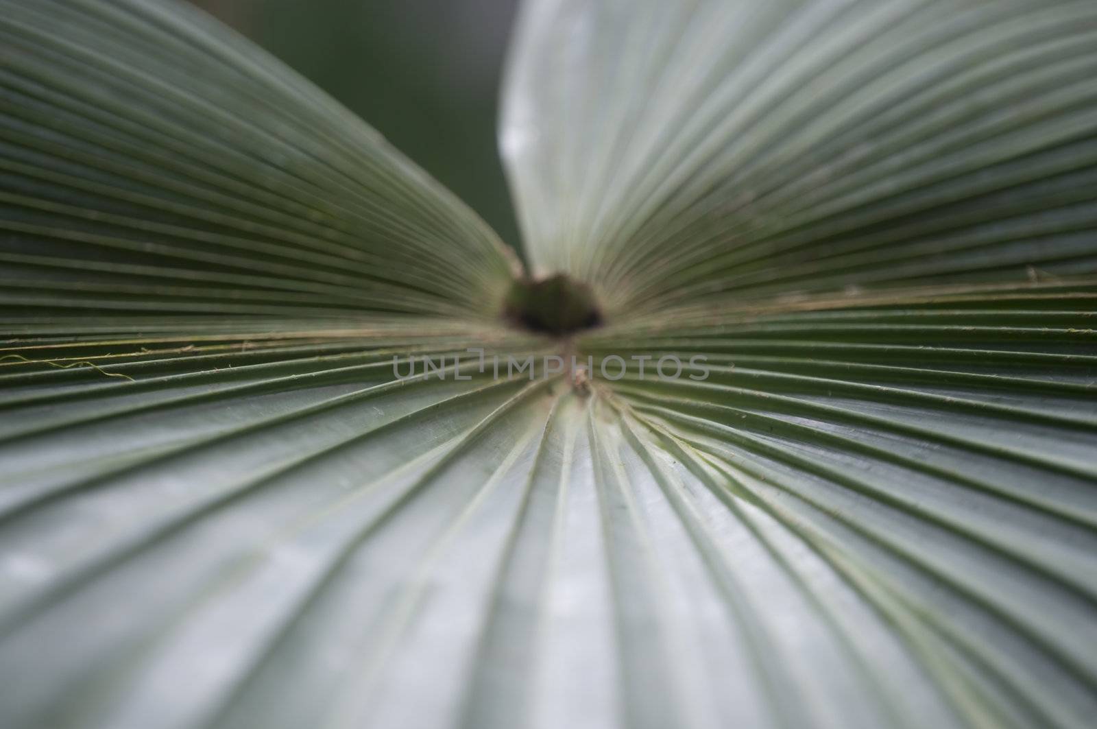 artistic leaf abstract by PDImages