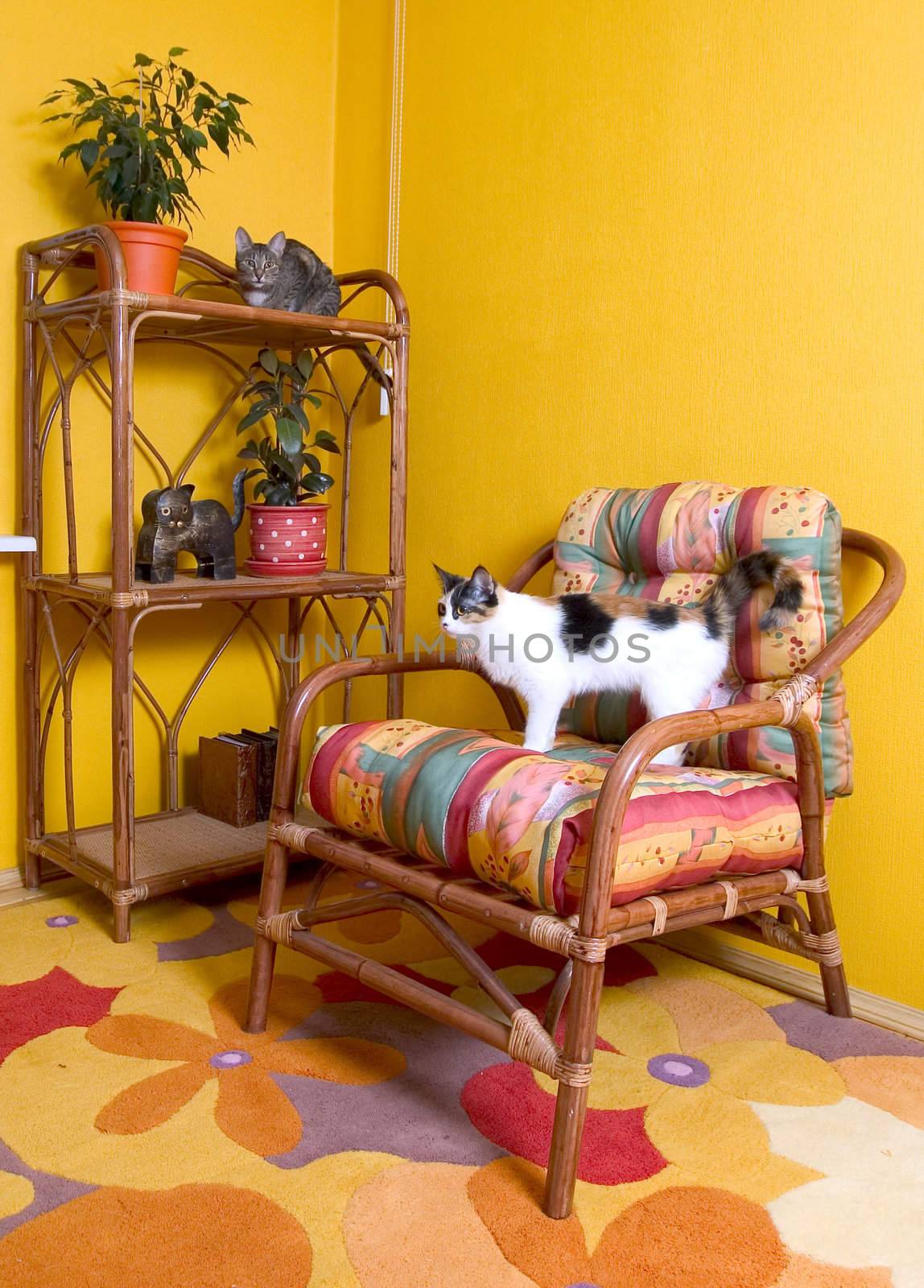 Two house cats on an armchair