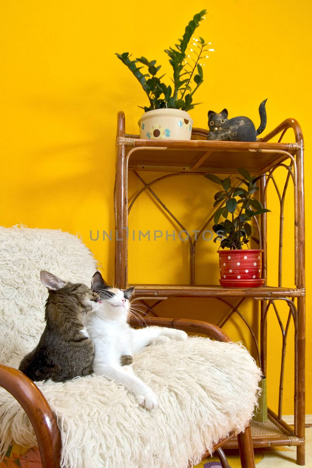 Two house cats on an armchair by sveter