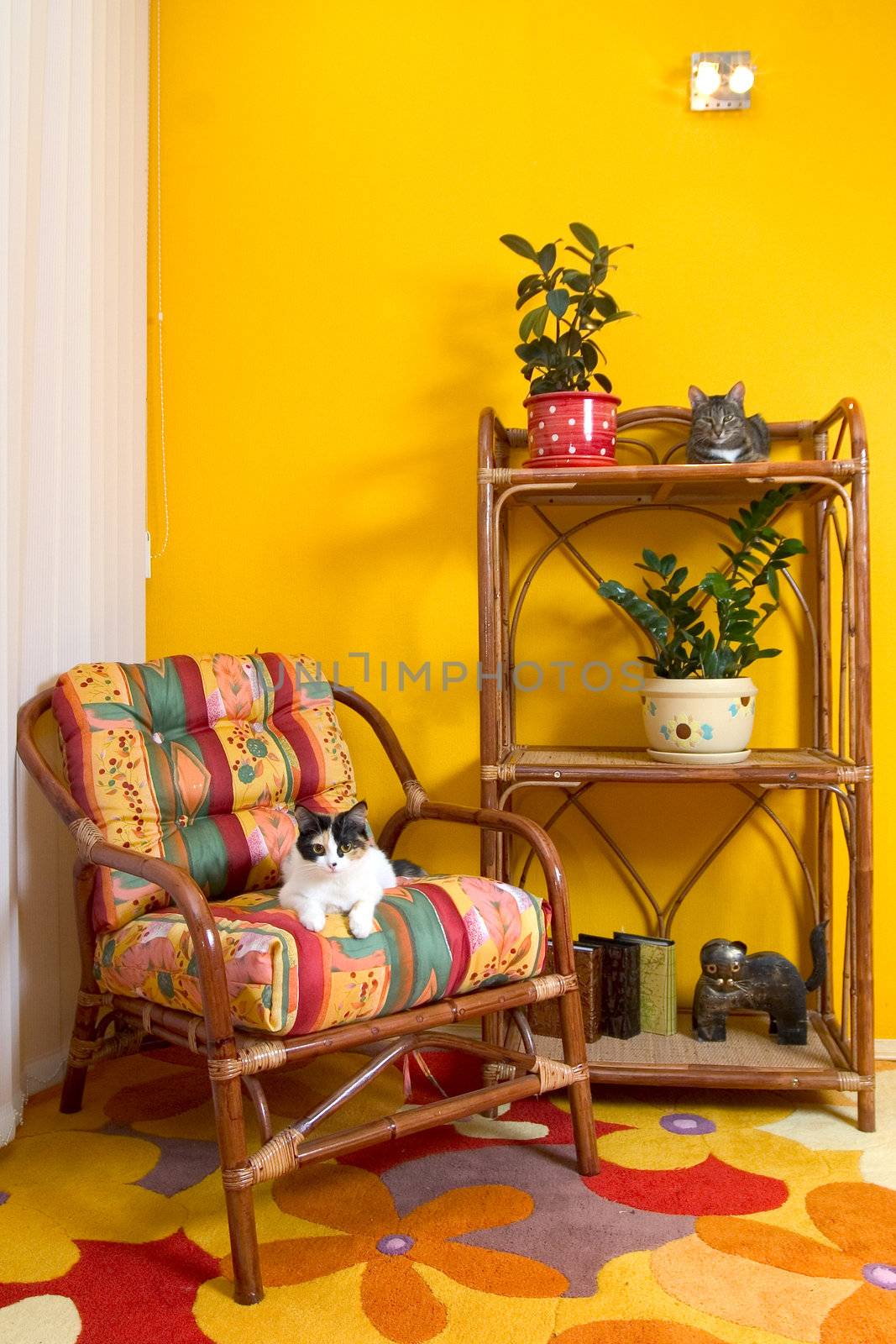 Two house cats on an armchair by sveter