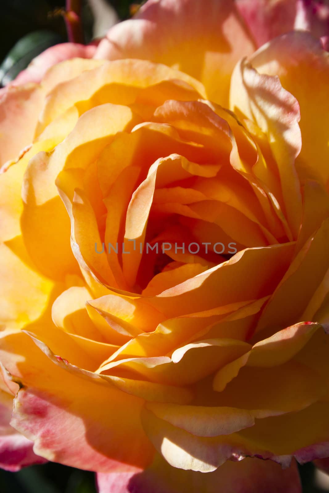 Beautiful pink and yellow rose in the sunny day