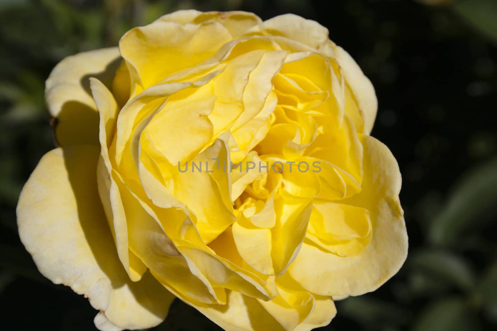 Single yellow rose closeup in a garden