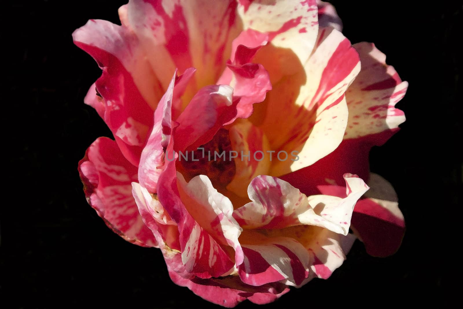 Variegated rose