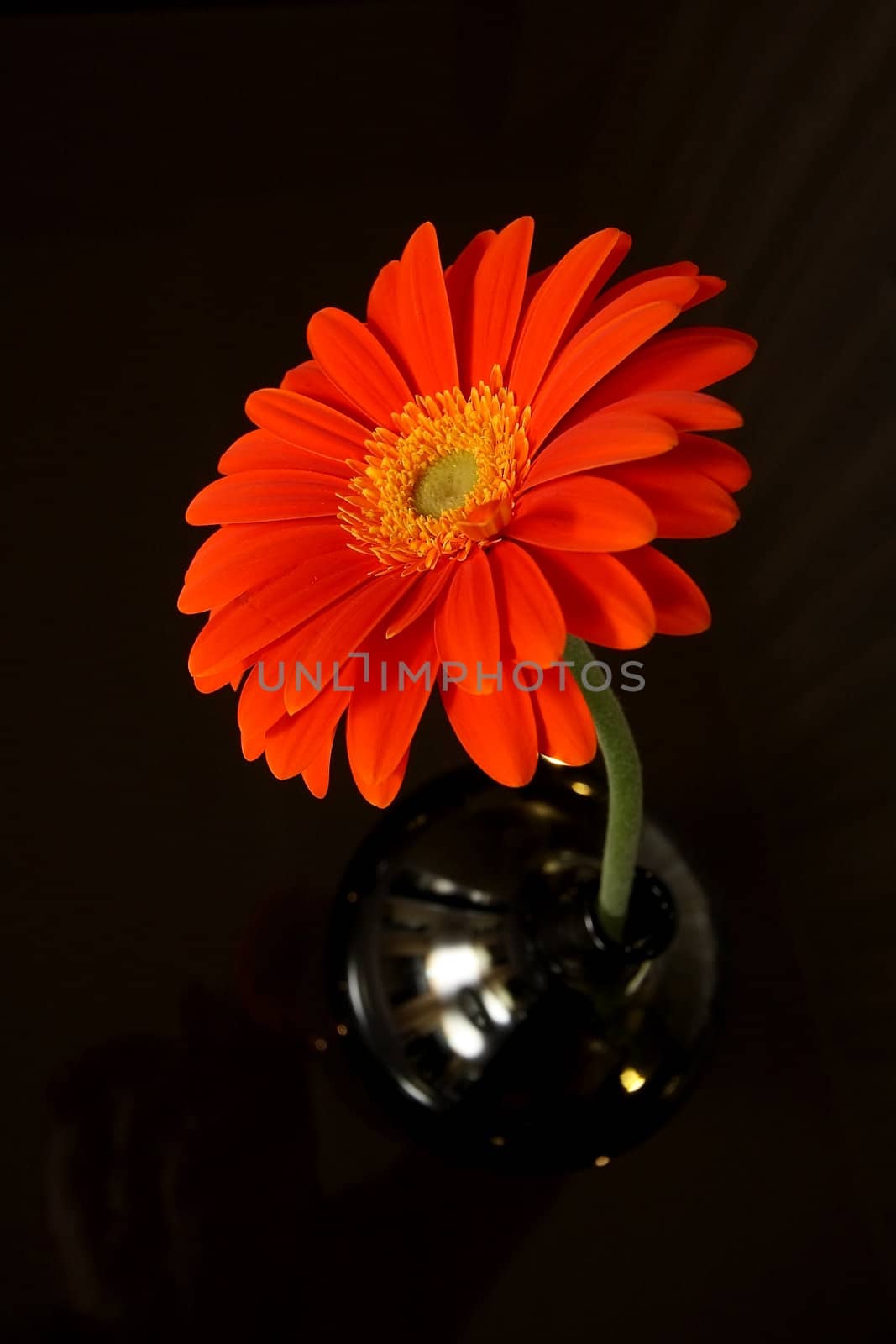 Flower in a vase by sveter