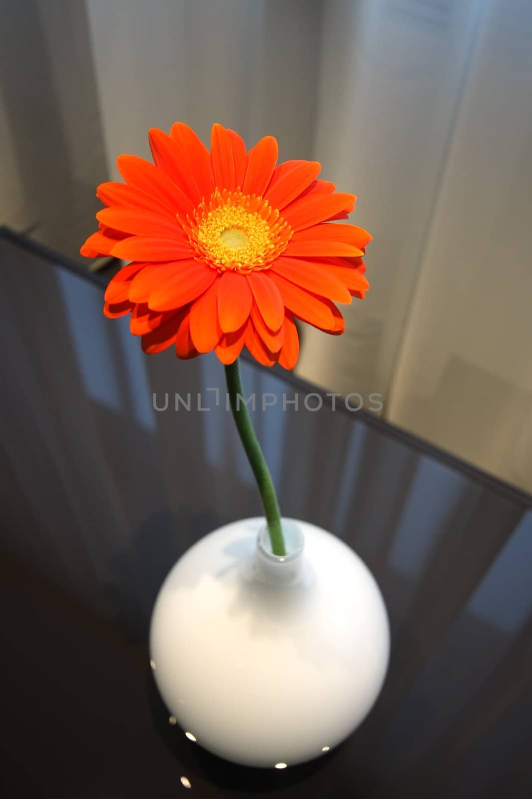 Flower in a vase by sveter