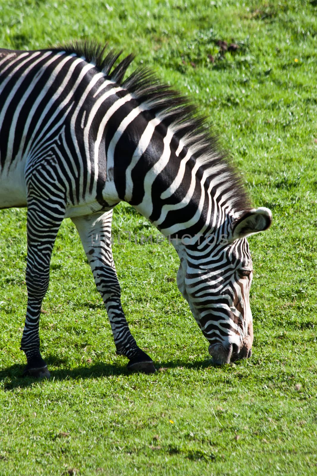 Portrait of a eating zebra in a nature reserve, Namibia