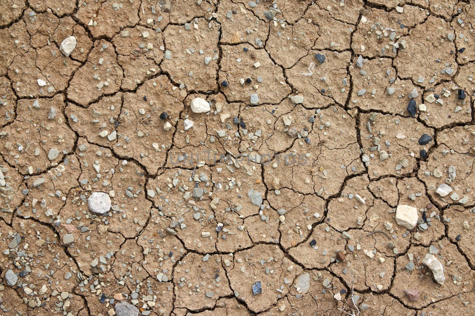 Cracks on the dry earth.