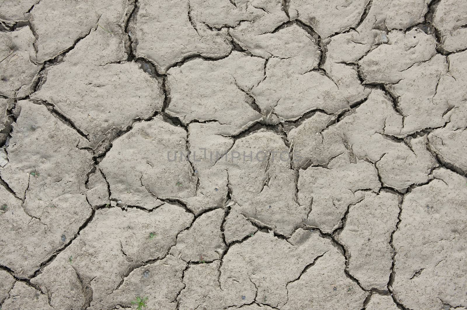 Cracks on the dry earth.
