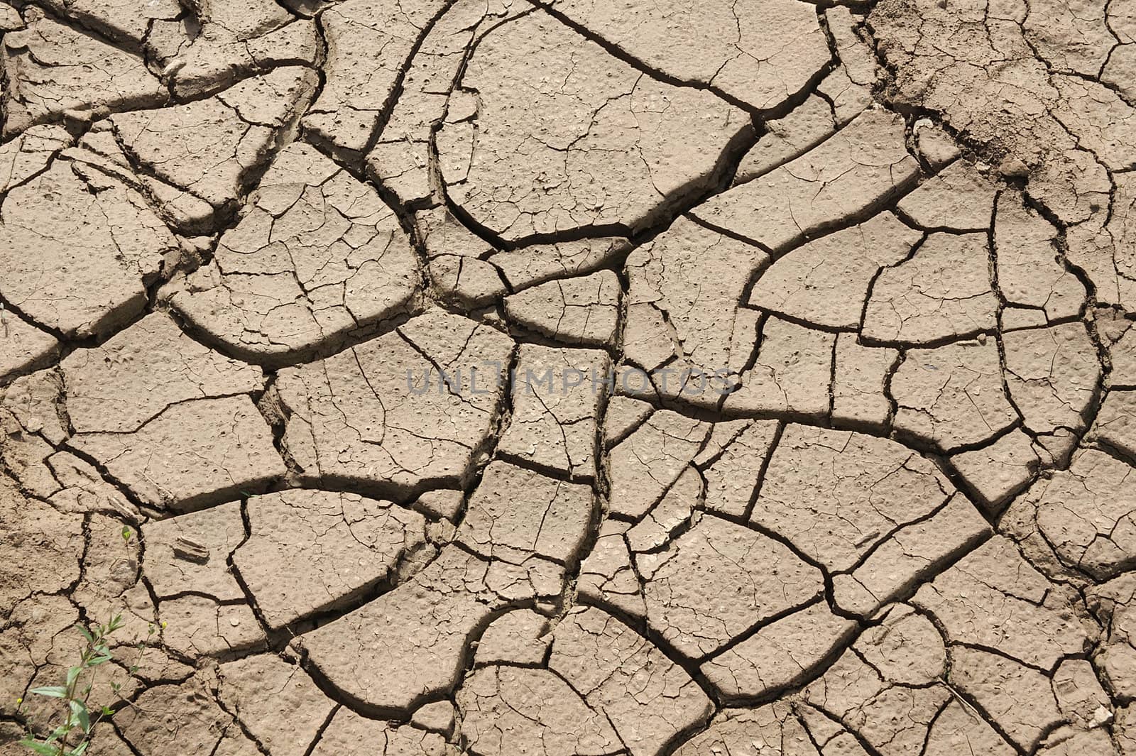 Cracks on the dry earth.
