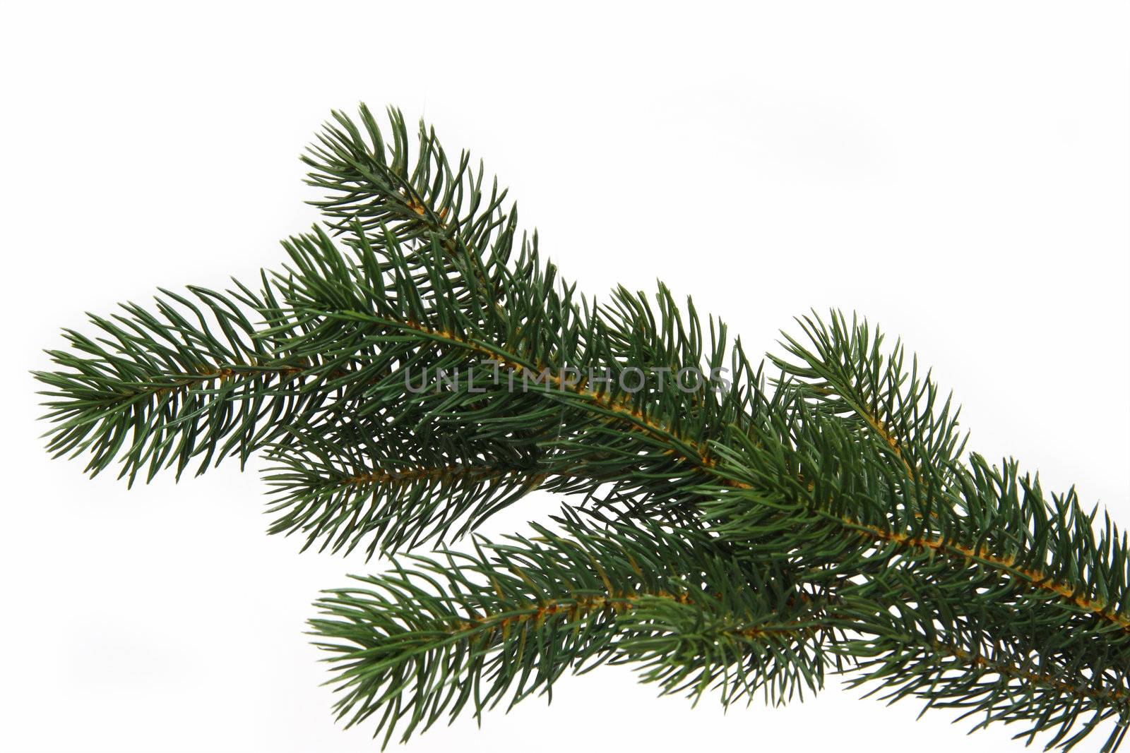 Plastic fir tree branch isolated on white background