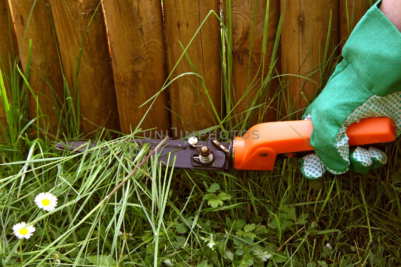 Exact gardening -  trimming grass with scissors
