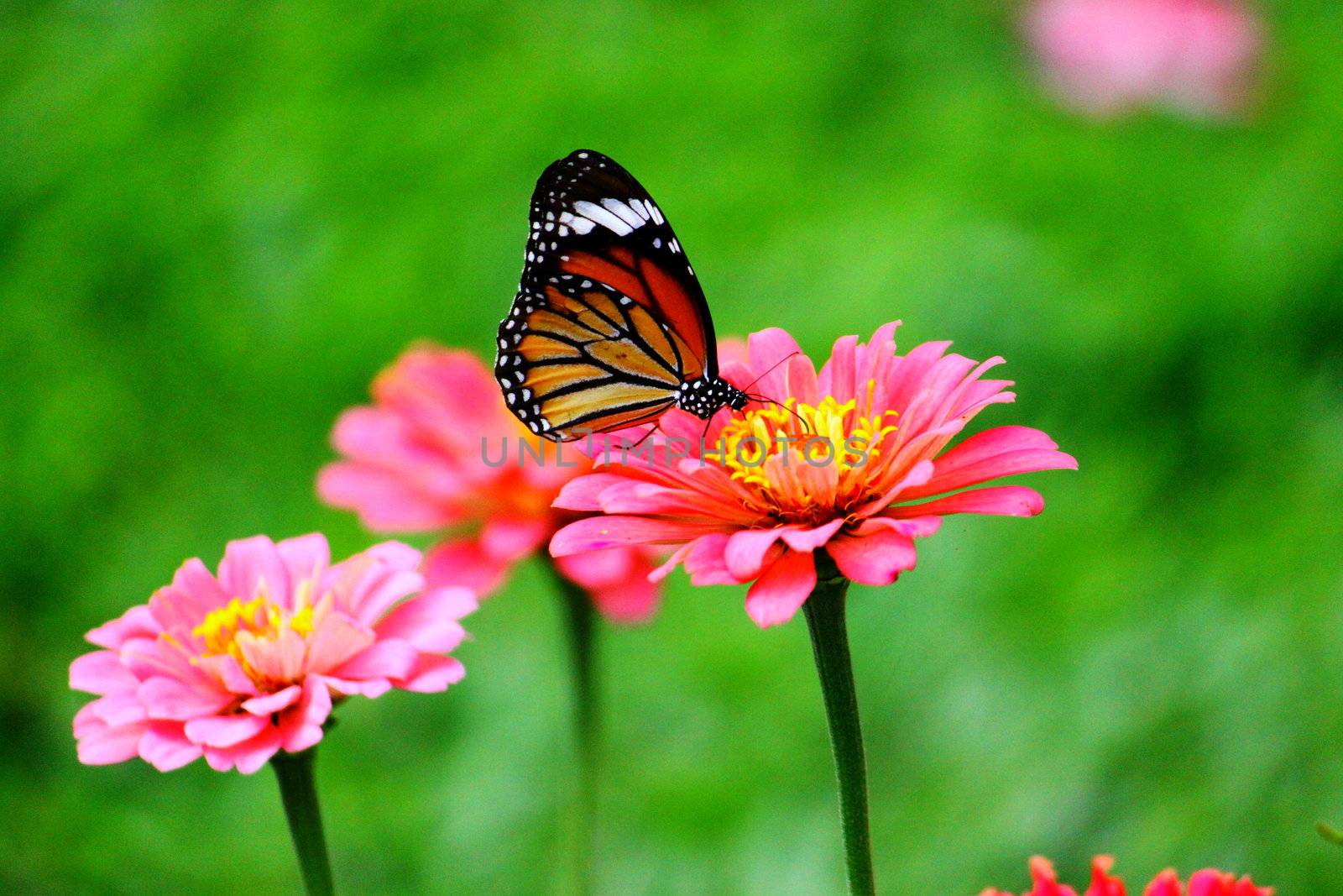 flower and butterfly in my garden