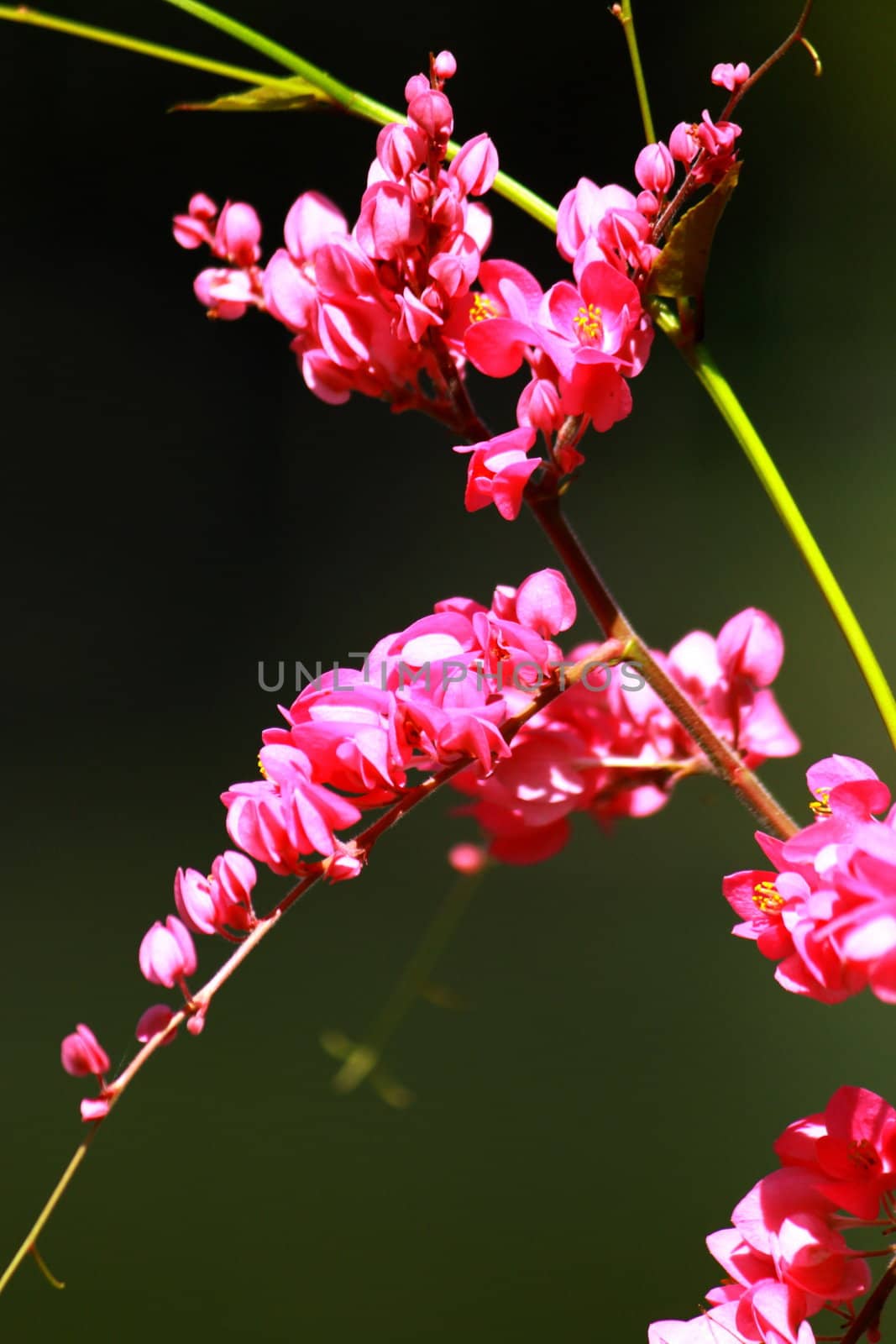 flower in pink